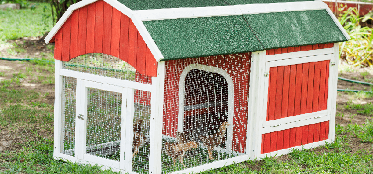 Tips on Building Your Own Chicken Coop - Cape Ace Hardware