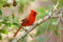 Common Birds in the Chesapeake Region - Cardinal