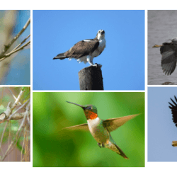 Common Birds in the Chesapeake Region