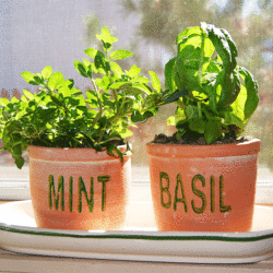 Tips for Starting Your Own Herb Garden